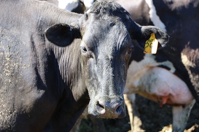 Task team to manage coronavirus crisis for farming