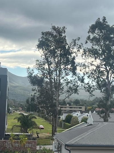 Another tree lost in George CBD