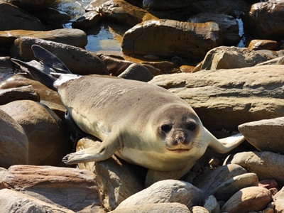 Ally the elephant seal visits Mossel Bay beach