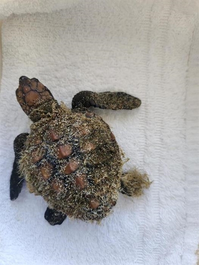Turtle hatchlings wash up