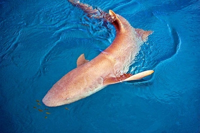 Two KZN Sharks Board employees found dead