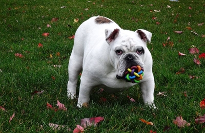 3 brain games to play with your dog