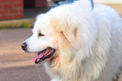 Dogs poisoned in Parkdene and Protea Park
