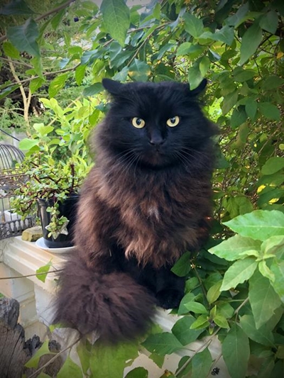 Train your cat, make vet visits less traumatic