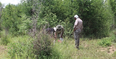 35 rhinos already killed in Kruger this year