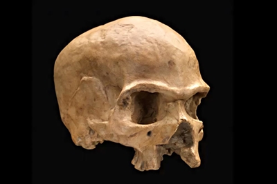 Hofmeyr skull replica now home