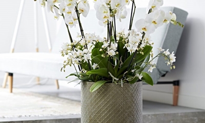 The calming power of plants