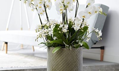 The calming power of plants