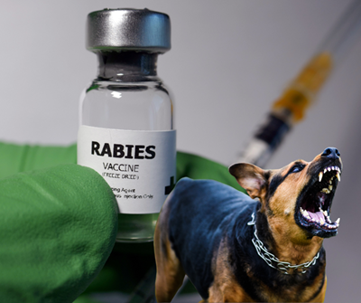 Rabies risk: Be aware of areas when choosing your holiday destination