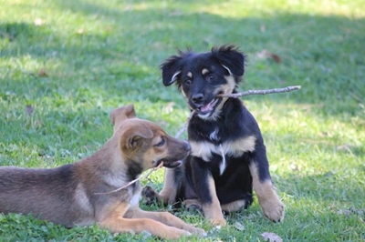 Fun day and dog show at Odin