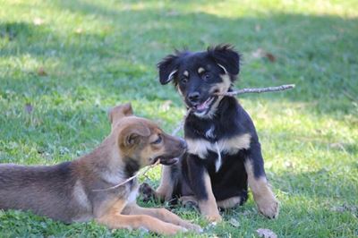 Fun day and dog show at Odin