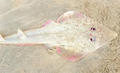 Death of unwanted sharks disgusting and immoral