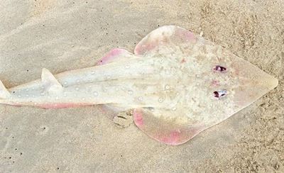 Death of unwanted sharks disgusting and immoral