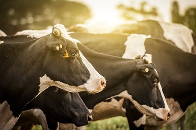 Melkprodusente genooi: Innovering te spog