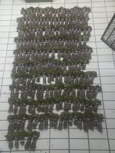 205 bondels khat gevind