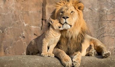 Collapsed Eskom line electrocutes animals in Kruger Park