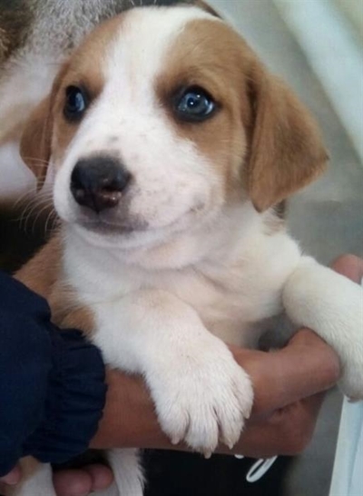 Water also a worry for SPCA