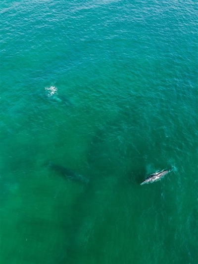 Invest in shark spotters