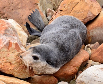 Spesiale robbe besoek Mosselbaai