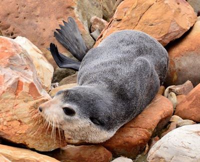 Spesiale robbe besoek Mosselbaai