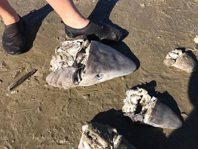 Shark heads wash up, locals appalled