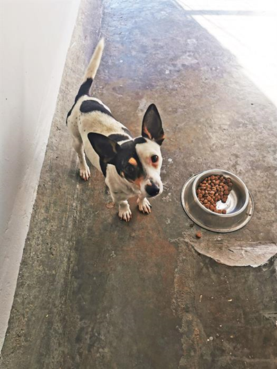 Adopt a pet at SPCA
