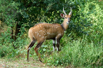 Bushbuck protected species: you can be fined thousands for killing one