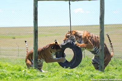Rescued lions and tigers celebrate first anniversary of freedom