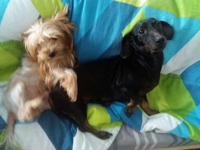 Dog missing - Please help