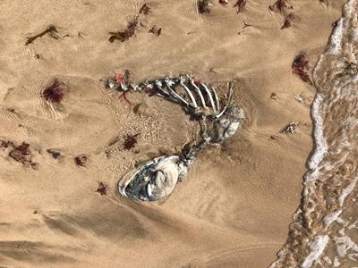 Beendere op strand gevind