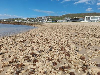 Rooiaas vervuil Jongensfontein-strand