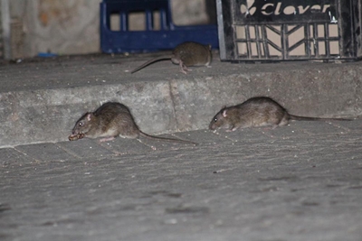 Rat or wrong?