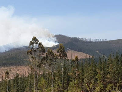 Plantation fire at Buffelsnek