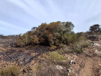 Blombos brand geblus