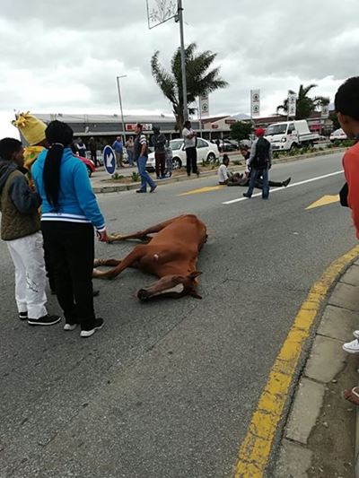 Horse dead after accident in Beach Road