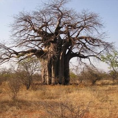 Africa’s oldest baobabs dying off in southern Africa