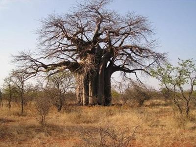 Africa’s oldest baobabs dying off in southern Africa