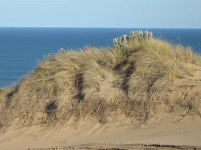 The scourge of alien vegetation