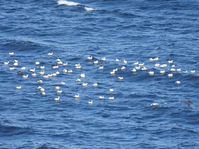 Gannet heaven on our doorstep