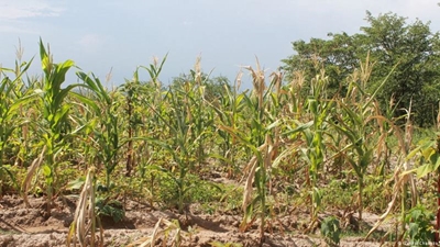 Zimbabwe’s maize crops under threat