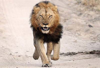 Suspected poacher eaten by lions