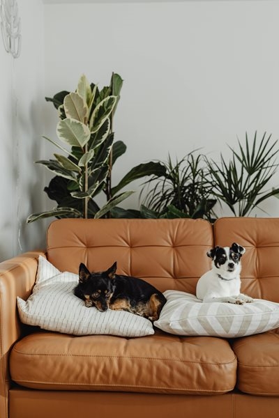 Choosing the right dog for your family