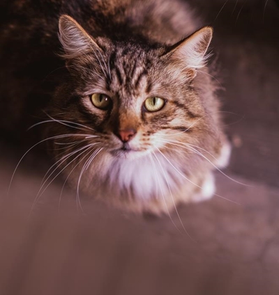 Adopt a pet from the SPCA