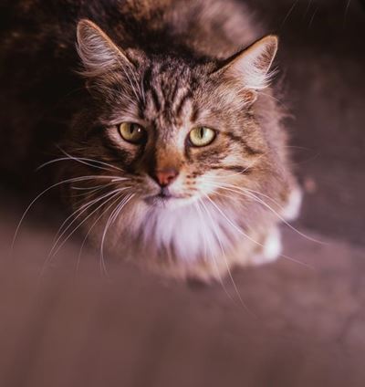 Adopt a pet from the SPCA