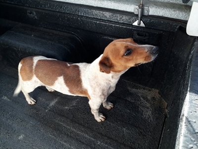 Jack Russel in Riversdal gevind