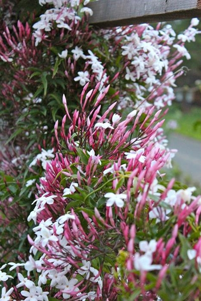Create your own scented garden