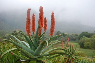 South Africa’s animal and plant life in peril, threatening economy – NBA