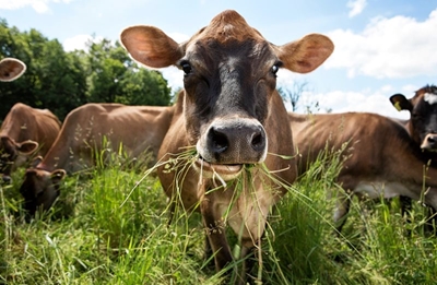 Farmer appeals to ratepayers' association to take stand