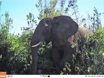 Knysna elephant: SANParks report reignites debate
