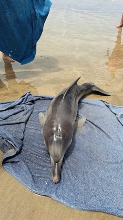 Baby dolphin rescued